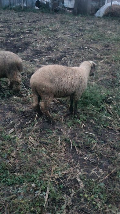 Vând carlani de 35kg și altu de 40kg