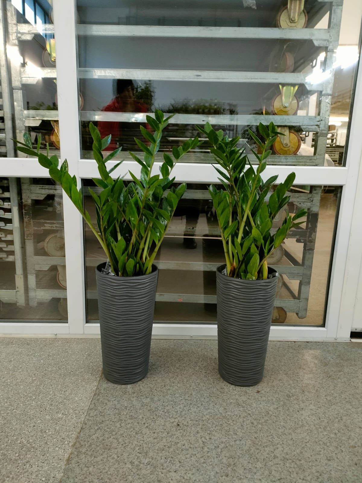Распродажа растений для офисов и квартир