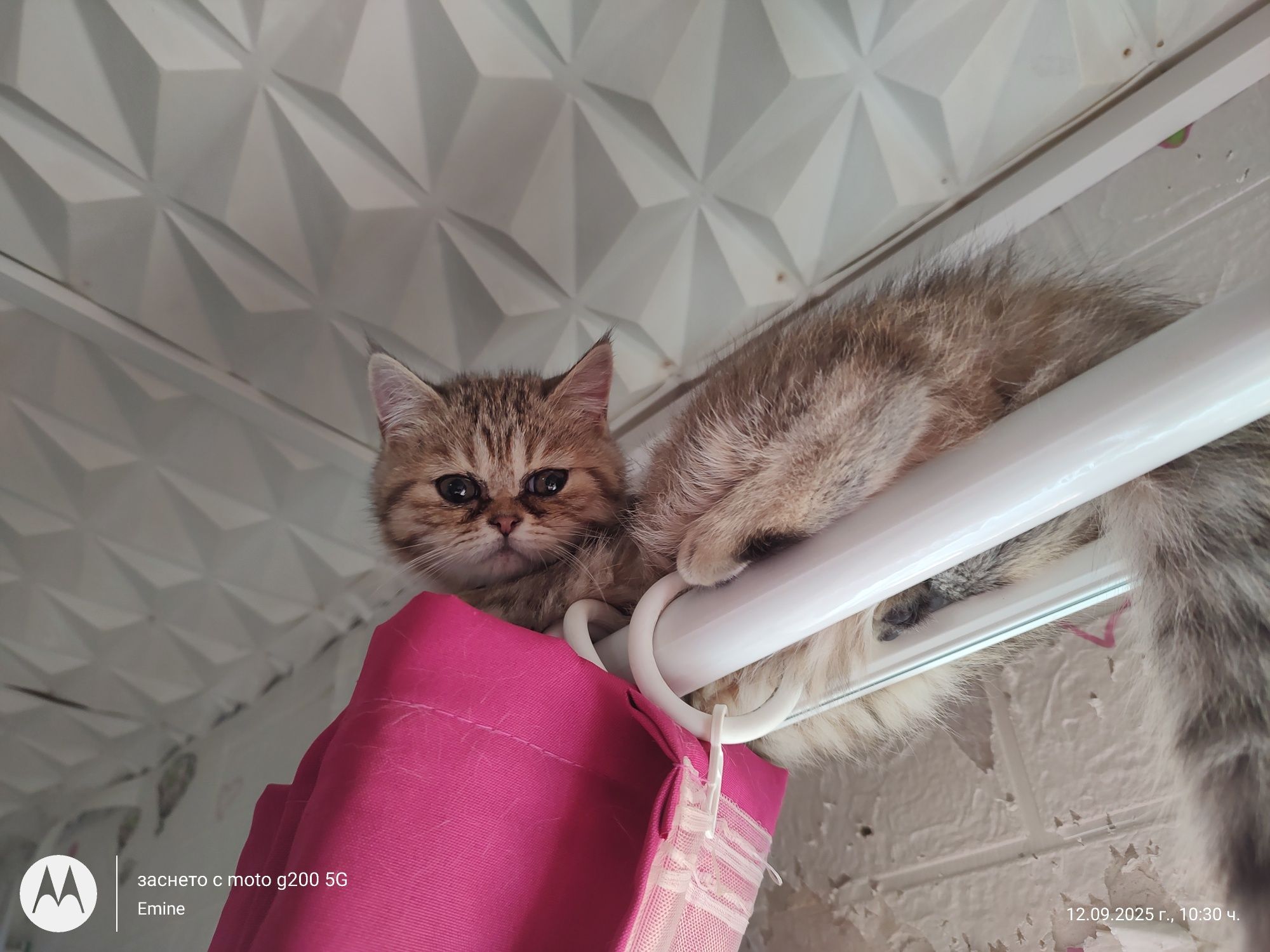 Британски и шотландски котенца