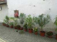 LEANDRII - plante ornamentale