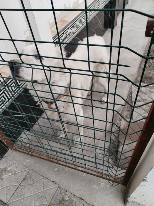 Алабай тозза сотилади