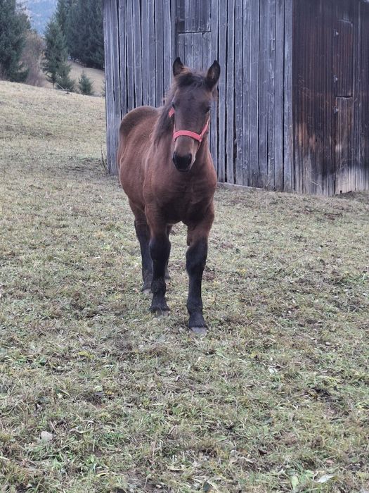 Vând mânză 7 luni