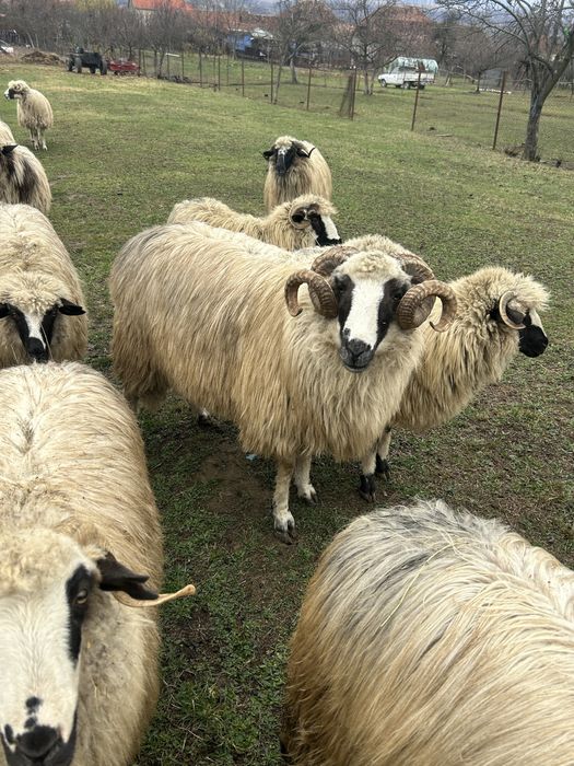 Vand un berbec stramior breaz