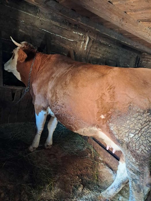 Vand o junica la prima fatare cu vital