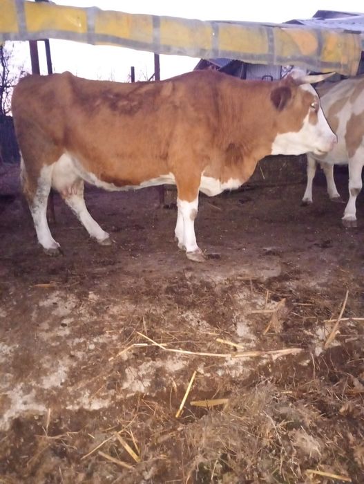 De vânzare 5 vaci Bălțate Românești