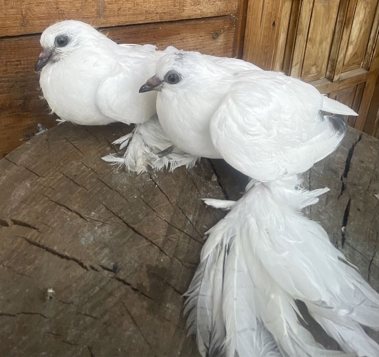 Vand berzati de budapesta