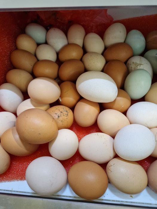 Яйца домашние без консервантов