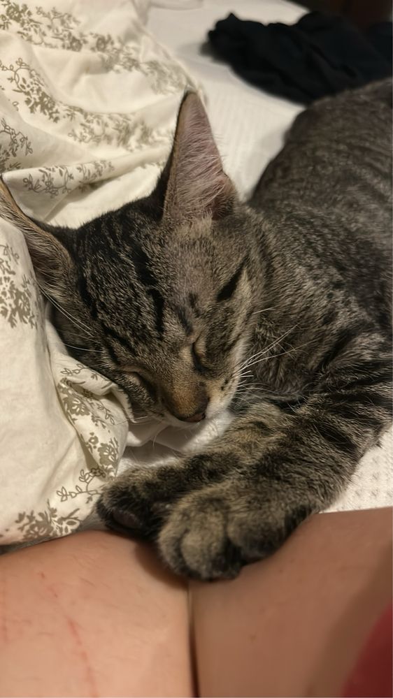 Грозно коте търси дом