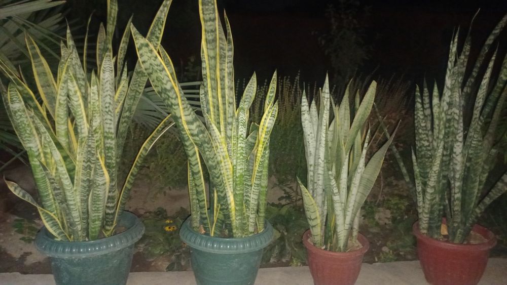 Gullar sotiladi.