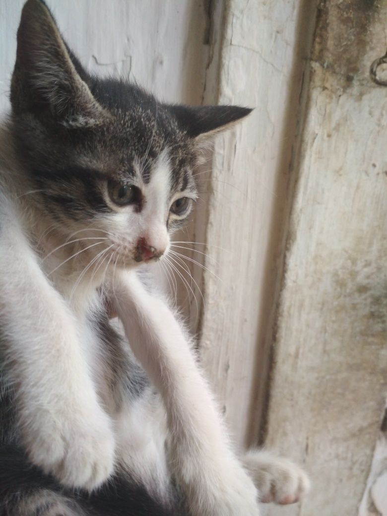 Отдам котят в хорошие руки