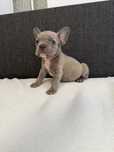 Bulldog francez blue femela !!