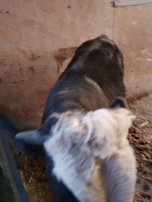 Vind viței virsta 10 luni