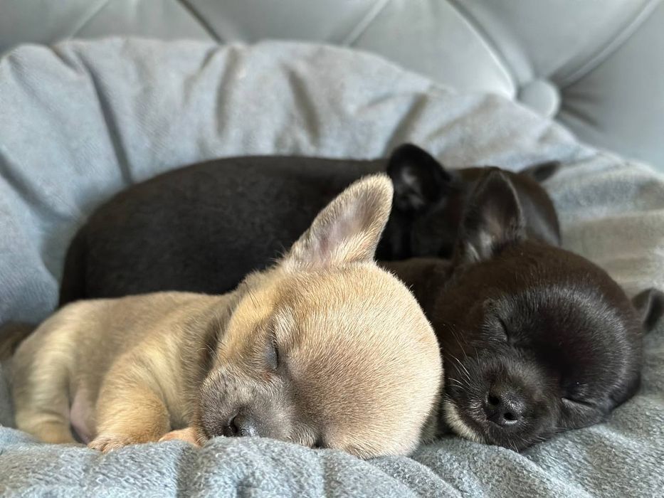 К  продаже готовятся прекрасные мини чихуахуа.чистокровные