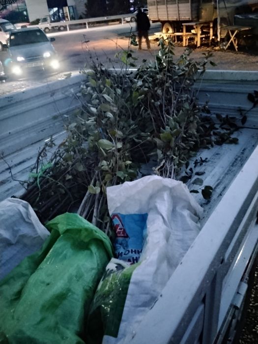 Shiponka va achchiq gilos