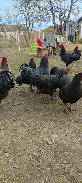 Cocoși Australorp disponibili
