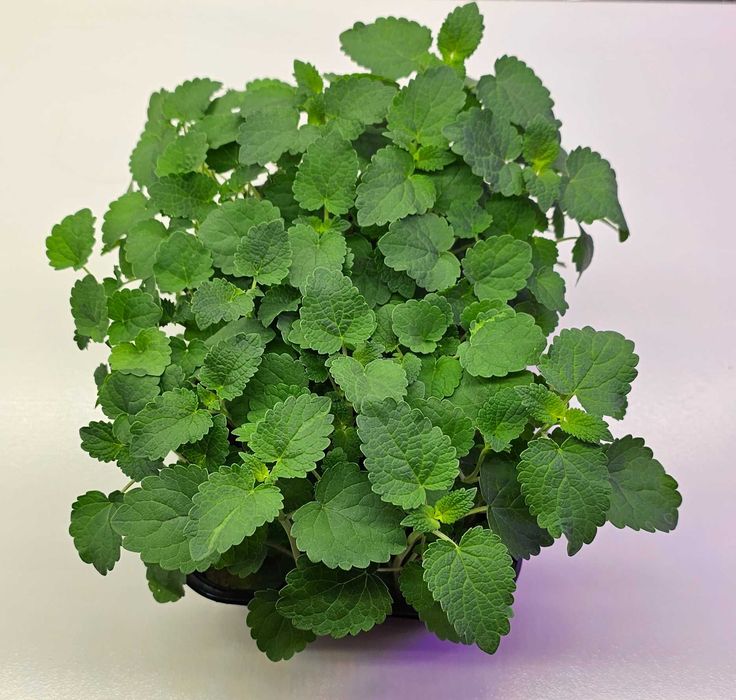 Микрозелень в наличии