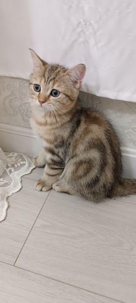 shinshilla mushuk bolalari