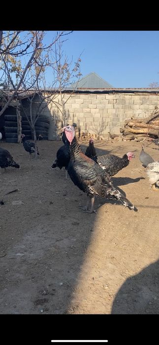 Түйе тауықтар ЕТ / Индюки МЯСО