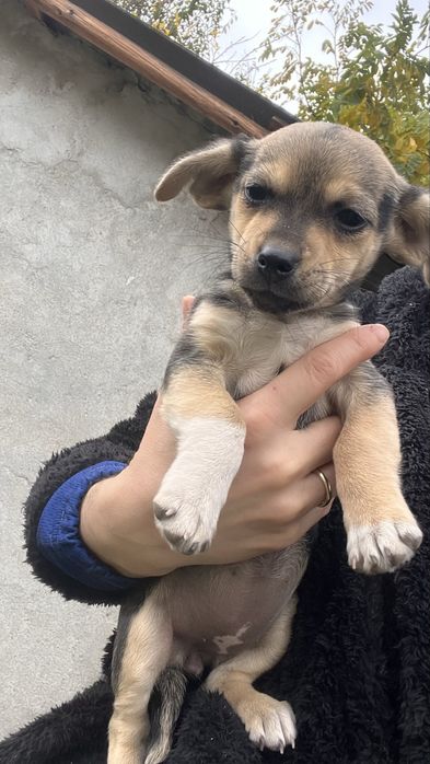 DONEZ catelusa de talie mica