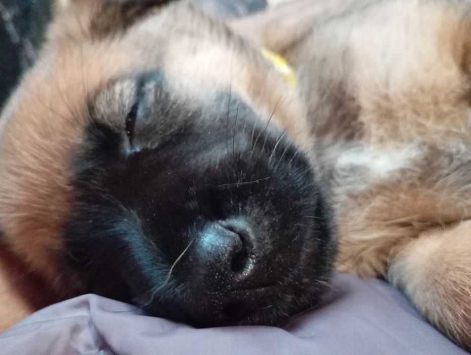 Кученца Малиноа седем броя