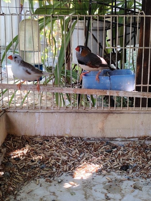 Зебровый Амадины