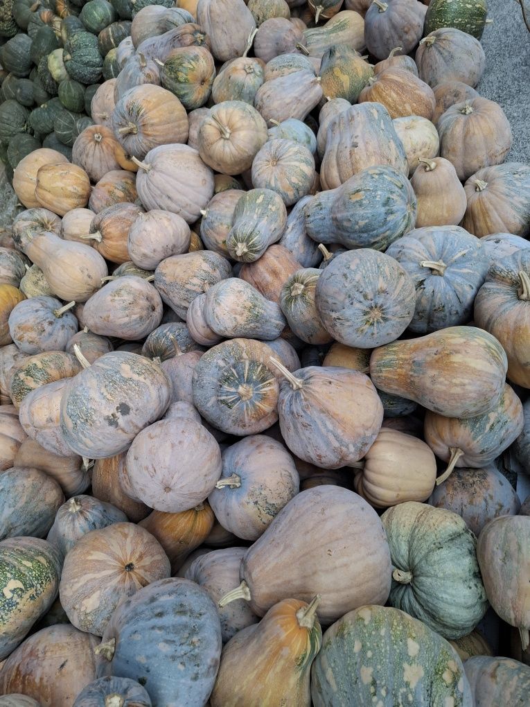 Продам мантную тыкву