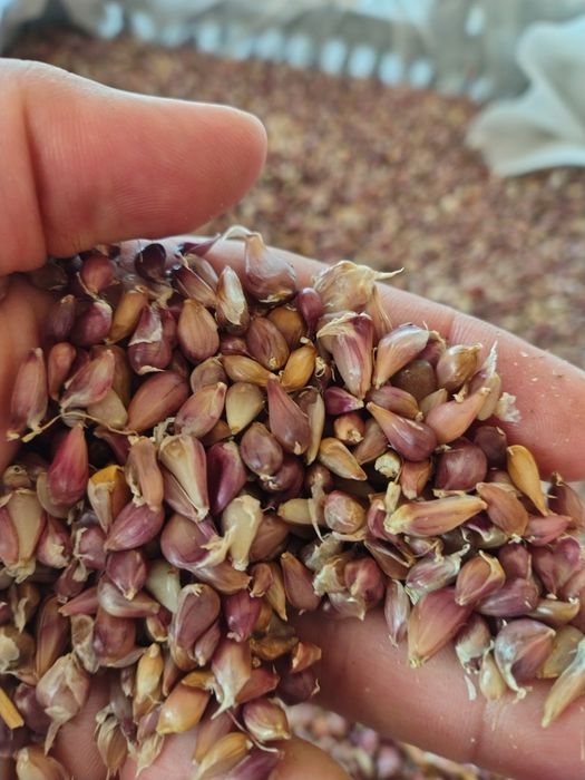 Sămânță de usturoi