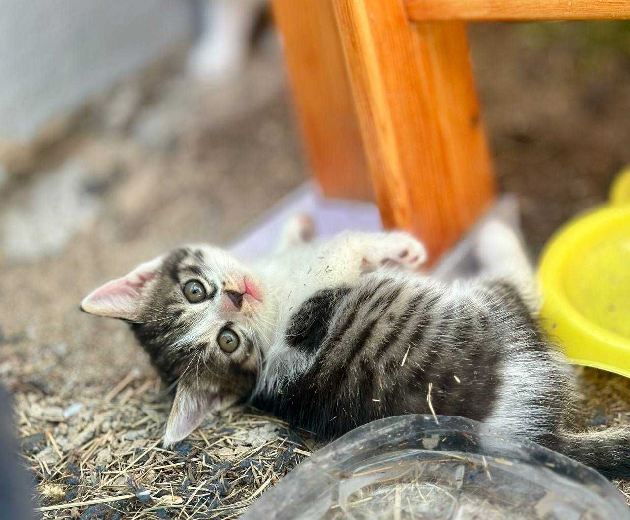 Котята в добрый руки