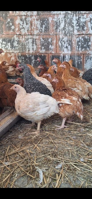 Vând puicute si cocoși din rasa de kabir