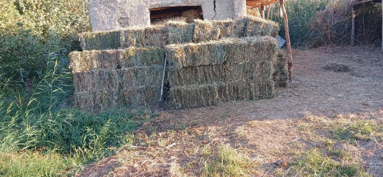 Chorva uchun beda pres va lavlagi sotiladi kelishilgan narxda