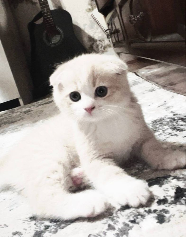 котёнок скоттиш фолд