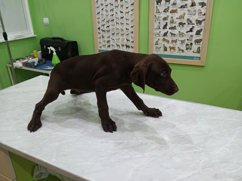 Продавам  кученца