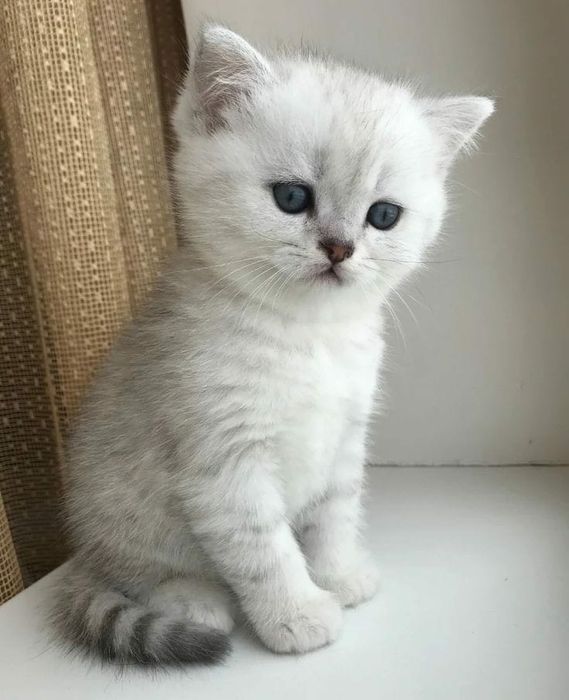Британский чистокровный котенок
