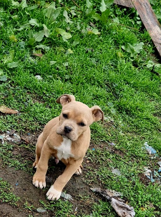 Puiuți American bully