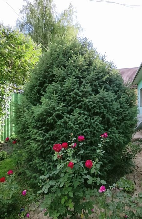 СРОЧНО! продаю большие ели 3шт