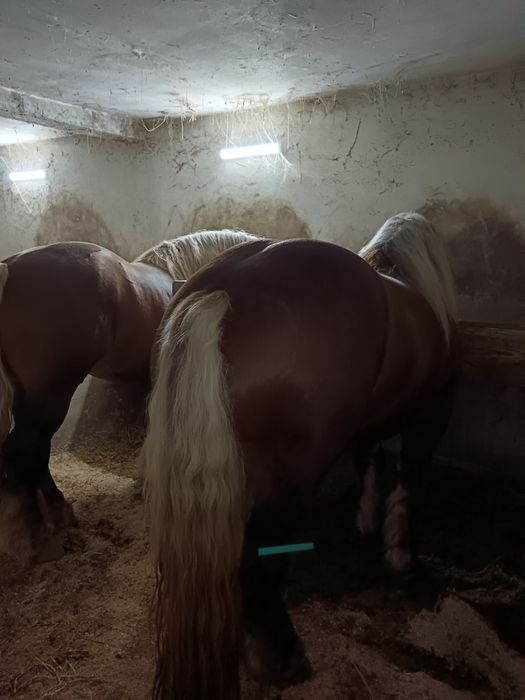 Armăsari de montă posibil și de vînzare dacă se plătesc