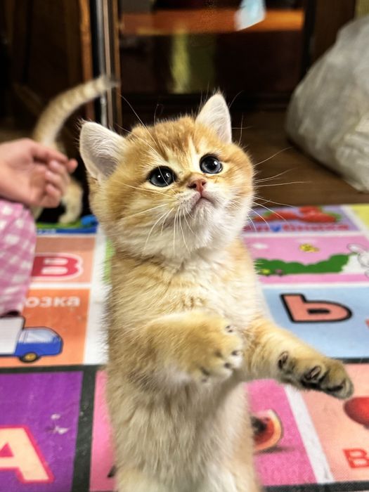 Британские котята, мальчик и девочка