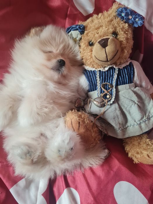 Померан мини мъжко