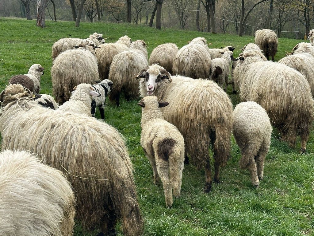 Vând mieluțe și berbecuți din primăvară