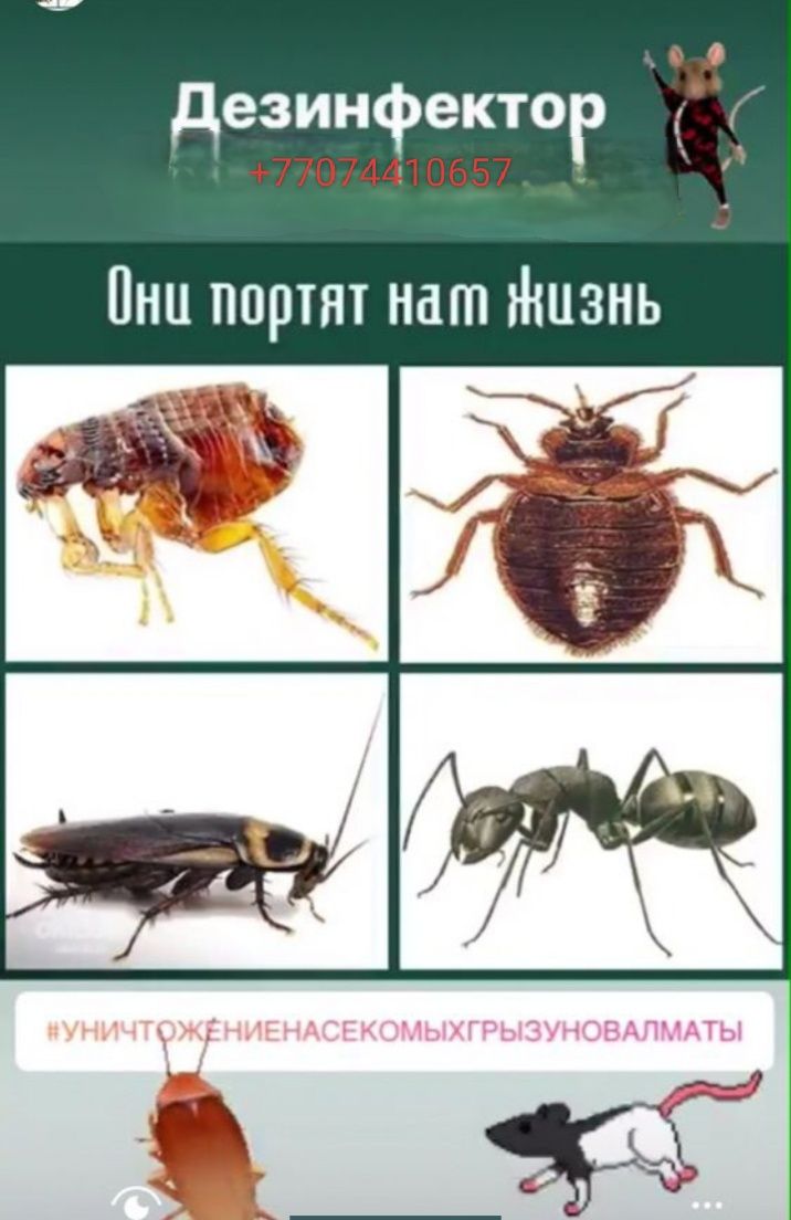 Уничтожение грызунов крыс мышей