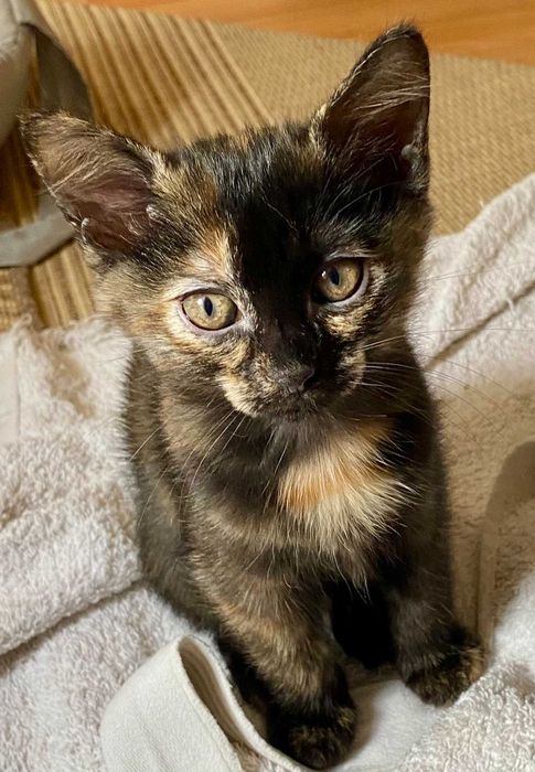 Подарявам пухкаво домашно коте Izzy