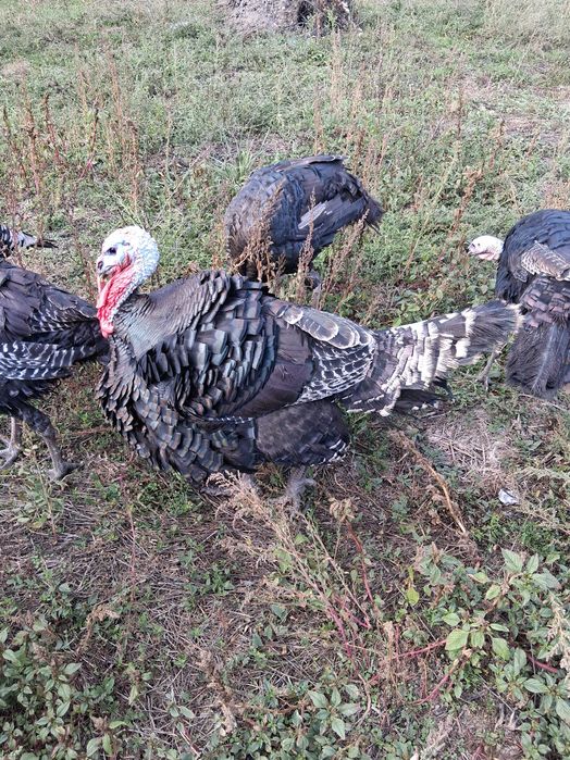 Curci si curcani hibrid bronzat, pret per kg in viu