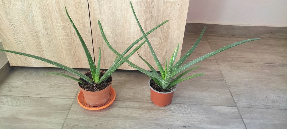 Алое Вера Лечебно и Шафлера