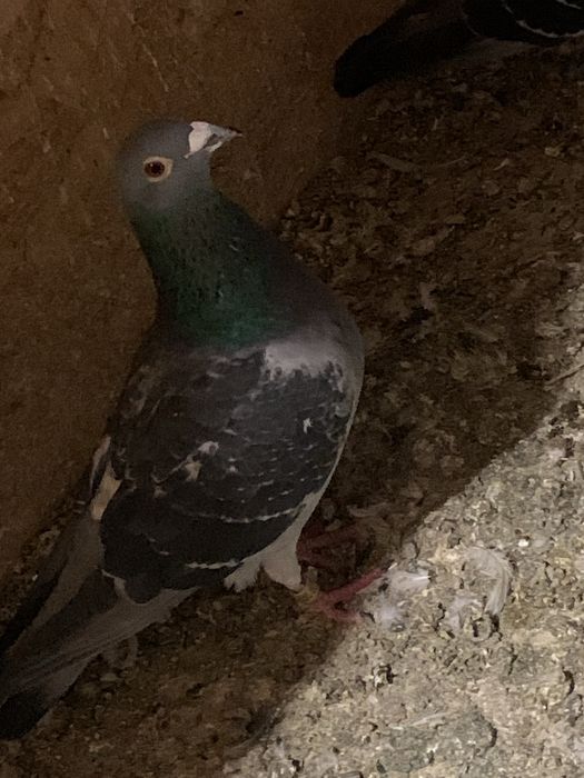 Vand porumbei voiajori si ceas spedy ii vand din lipsa de timp