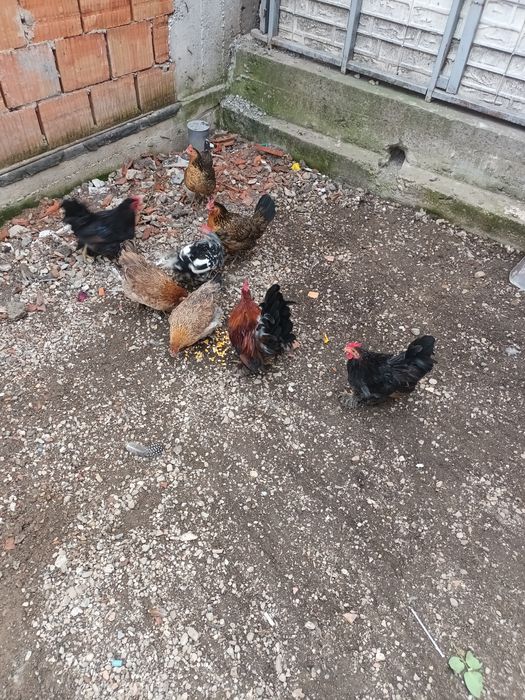 Gaini americane(pitice )