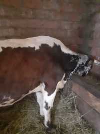 Vaca gestanta de vanzare