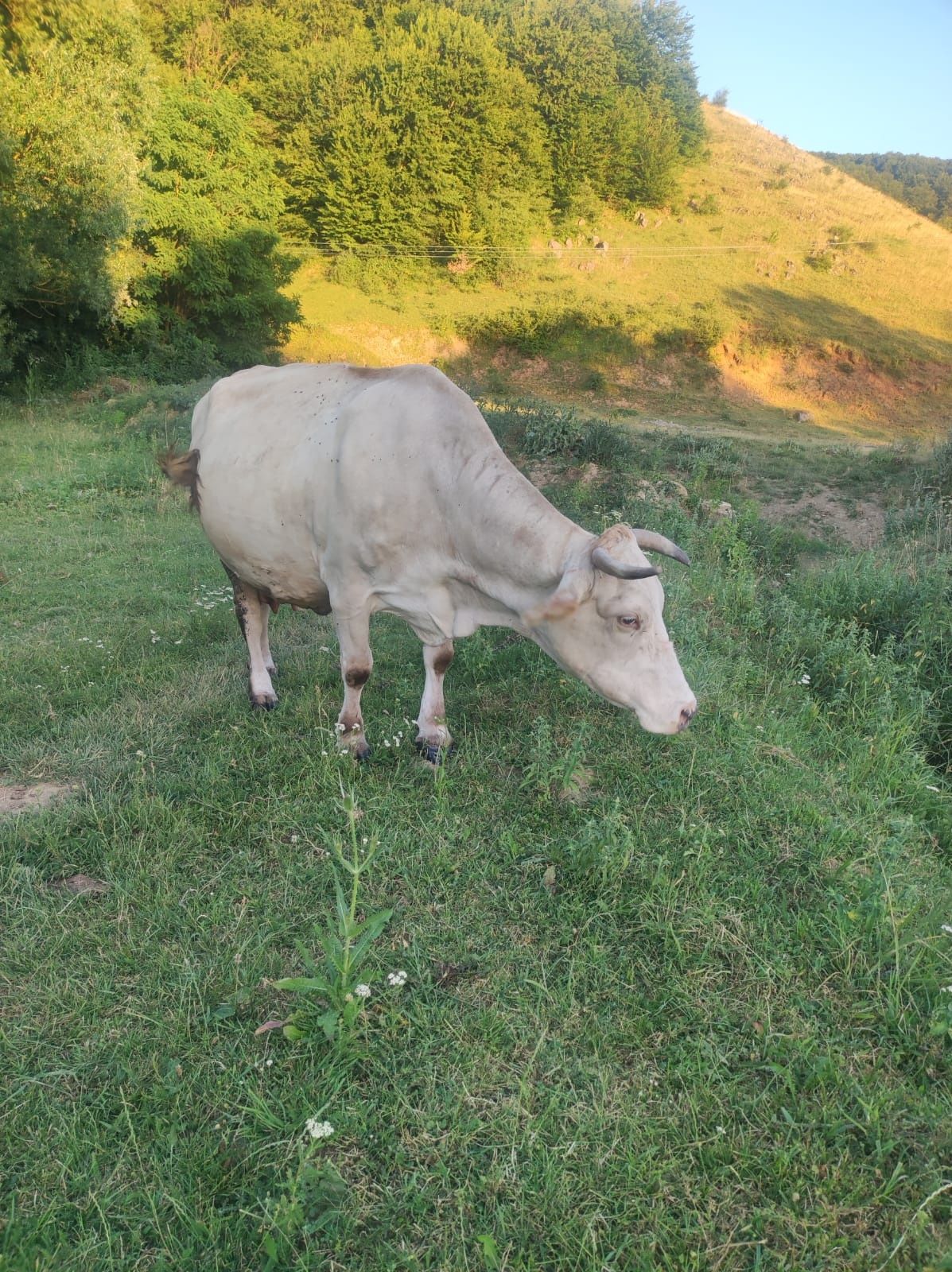 Vaca bună de lapte