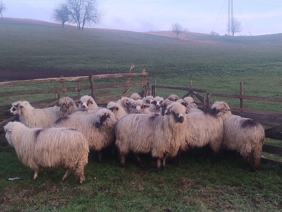 Oi țurcane de vanzare