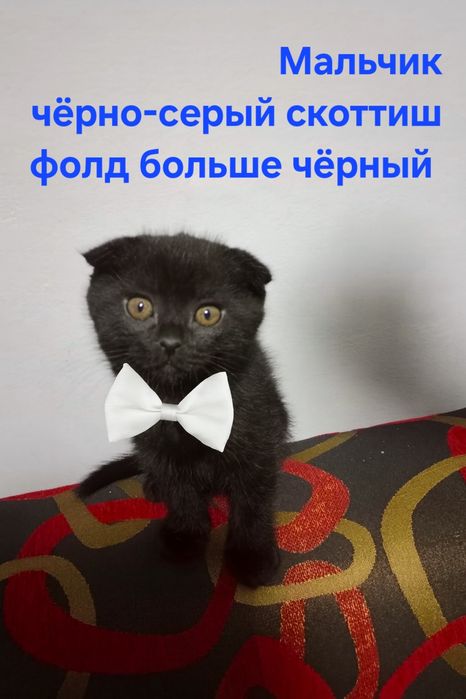 Продаются породистые  котята