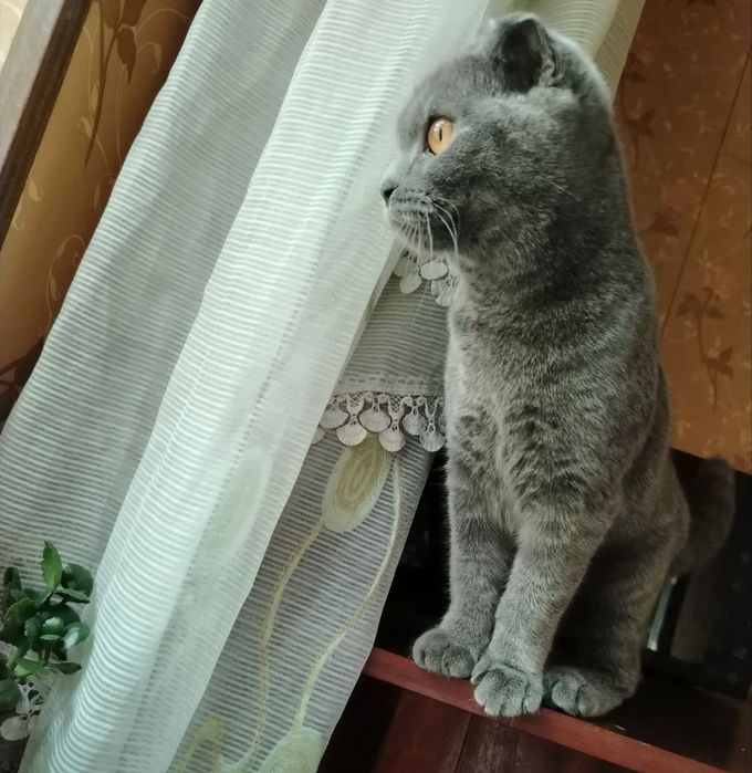 Zotdor Scottish Fold mushukcha – qiz bola, 5 oylik!